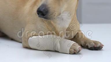 用弹力绷带包裹的狗爪，宠物伤害，肌肉劳损，急救服务