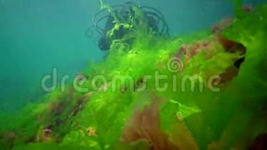 水下景观。 潜水员触摸双手绿藻浒苔。 增长
