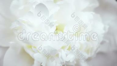 美丽的白色牡丹背景。 盛开的牡丹<strong>花开放</strong>，时光流逝，特写.. 婚礼背景，情人节`