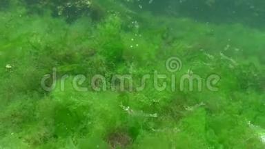 藻类在<strong>底部</strong>堆积，气泡从<strong>底部</strong>散发，虾在藻类上