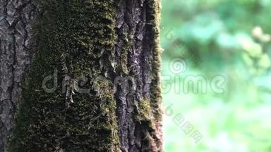 在一片模糊的秋林背景上，合上一棵绿苔的老树干。 库存录像。 天然木制