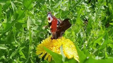 孔雀蝶从蒲公英花中采集花蜜.. <strong>扇动翅膀</strong>和快速运动的先头。 侧视。 来了