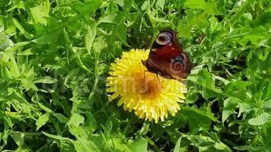 蝴蝶从蒲公英花中采集花蜜.. <strong>扇动翅膀</strong>和快速运动的先头。 顶部视图