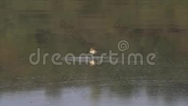 在博戈里亚湖喂小鸟，一只维德小鸟