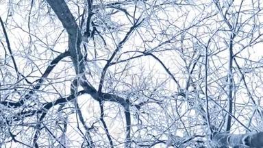 冬天的背景和降雪在镜头中慢慢旋转树枝