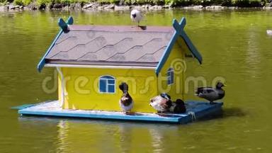 公园里的城市池塘里漂浮着一座美丽的鸟舍。 坐在海鸥的房子上。 鸭子坐在门槛上。 R.