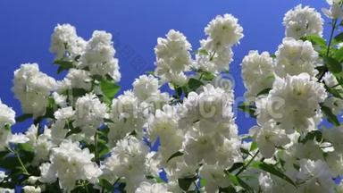 <strong>迎春花</strong>在花园的风中。 用白色的花在蓝天上特写树枝