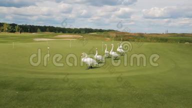一群六个白人天鹅平静地走在高尔夫球场的绿色草坪上。