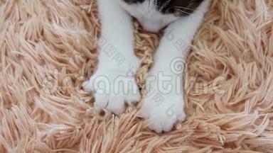 可爱的睡意斑纹灰白色猫，可爱的爪子按摩它的粉红色毯子与筑巢和睡觉的乐趣。