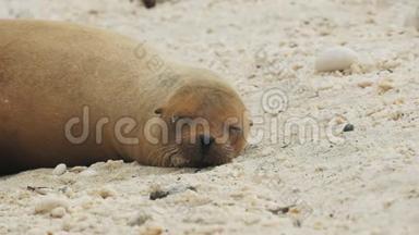 加拉帕戈斯群岛伊斯拉吉诺维萨的沉睡的海狮
