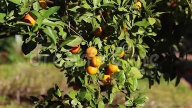 阳光明媚的一天，橘子园里有水果的橘子树。 自然户外美食背景..
