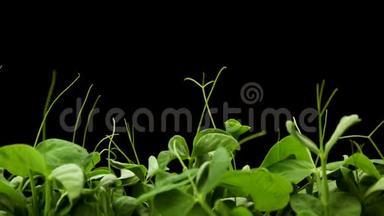 春分期生长植物，温室农业发芽新生豌豆
