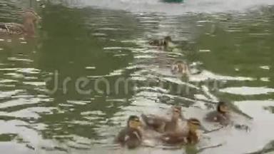 夏天，小鸭子和妈妈在城市喷泉里游泳