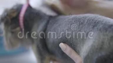 宠物美容师用刷子在美容师沙龙里把灰色的狗毛刷在背上。 专业动物理发
