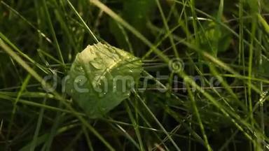 露水在青草的春天上模糊的背景特写。 大自然，雨后水滴，宏观的