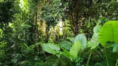 丛林中的<strong>绿色植物</strong>。 自然界晴天在树林中生长的各种热带<strong>绿色植物</strong>。 神奇的景色