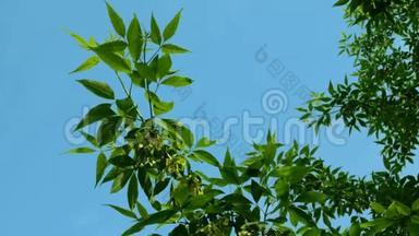 枫树或其他植物的枝条，在风中，在干净的蓝天背景<strong>下摆</strong>动。