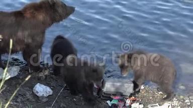 布朗母熊与熊幼崽掠夺设备渔夫在河上