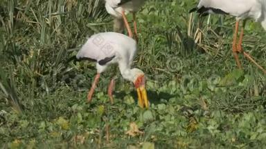在马赛马拉游戏保护区，一群黄嘴鹳通过敲击地面吸引食物