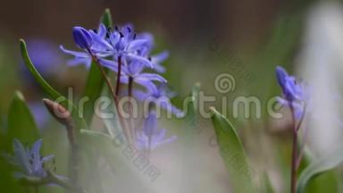 嫩蓝的花，紫薇，在美丽的春日，脆弱的自然唤醒，极端模糊的<strong>背景视频</strong>