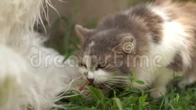 可爱的灰白色猫，夏天在邋遢的院子里吃青草