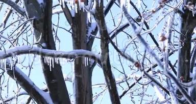 <strong>嫩芽</strong>，树枝上挂着晶莹的冰柱.. 融化冰柱和落下闪亮的水滴在明亮的冰冻景观上。