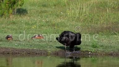 黑天鹅清理站在池塘岸边的羽毛。 巨蟹座