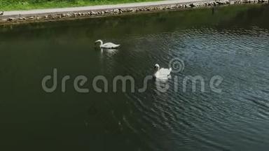 两只白天鹅在一个废弃的池塘里游泳。