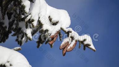 松树和针叶锥，背景上覆盖着雪和月亮。 冬天雪覆盖了山上<strong>的</strong>松树。 <strong>雪天</strong>