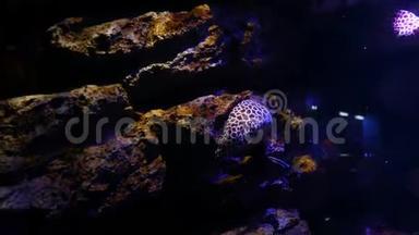 鱼缸里的海鳗，水族馆装饰.. 鱼缸里的鳗鱼