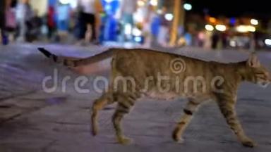无家可归的灰埃及猫王穿过埃及的夜忙街。
