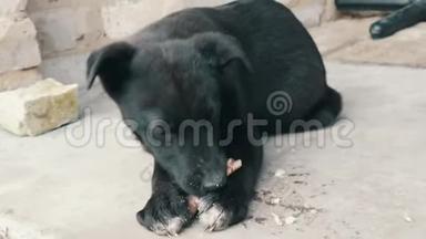 年轻漂亮的黑饥饿小狗在街上吃骨头