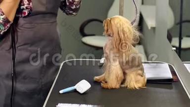 兽医用吹风机把狗`头发擦干，给约克郡梗梳头。