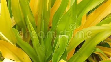 绿黄相间的斑叶。花园里长的杂色绿黄色热带植物叶子。天然热带异域风情