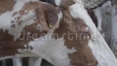 在现代农场上关闭奶牛饲养过程。 奶牛在牛奶场喂食。 奶牛场的奶牛吃干草。 有奶牛。