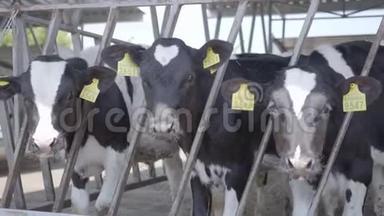 现代农场奶牛饲养过程。 关闭牛奶场的奶牛饲养。 奶牛场的奶牛吃干草。 有奶牛。