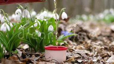在春天森林里盛开的雪花中，一个热水瓶里的茶被倒进一个保温杯里。 喝热饮料的时候