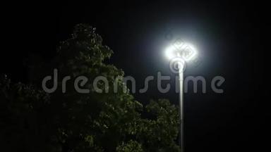 夜晚灯笼背景上的绿树。 库存录像。 树顶在微风中摆动，背景是发光