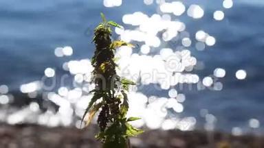 海岸的野生荨麻植物，有水光