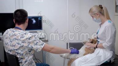 男医生正在兽医诊所为小狗做超声波<strong>扫描</strong>，女助手正在给小狗做超声波<strong>扫描</strong>