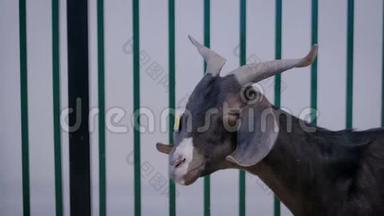 黑山羊在农业动物展览会、贸易展览会上的肖像