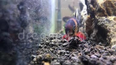 鱼缸里的鱼看着相机。 在鱼缸里的小丑泥鳅-波西亚马克兰塔鱼的特写镜头。