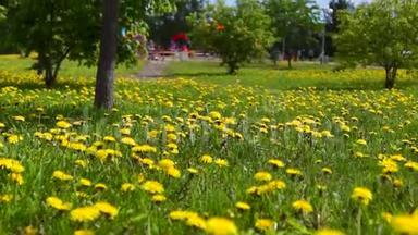 城市公园里黄色蒲公英的草坪倾斜起来