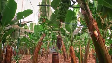 香蕉种植园。 有巨大绿叶的香蕉树。 一串绿色生长的香蕉.. 有机食品的概念