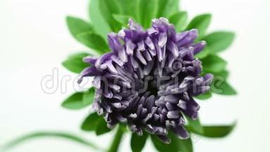 白色背景下分离的紫紫大丽<strong>花开放</strong>时间的推移，夏季萌发时间