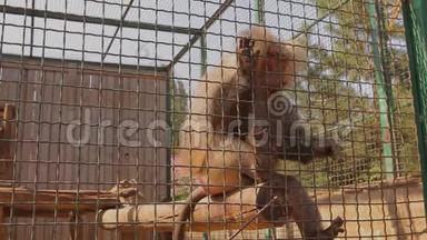 一只<strong>日本</strong>猕猴从一个人手`取食物，一只可爱的<strong>日本</strong>猕猴，一只笼子里的<strong>日本</strong>猕猴