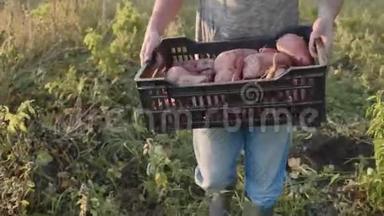 农夫在田里拿着红薯的盒子，特写