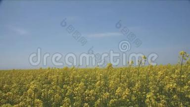 一片黄色油菜花的田野，在地平线上遇见蓝天。 茎长到天空的影响
