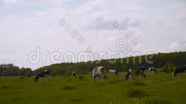 蓝蓝的天空下，黑白两色的奶<strong>牛</strong>凝视着绿草如茵的荷兰春草地