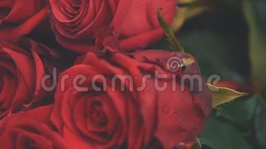 裁剪视频的花束大嫩的红玫瑰。 美丽的<strong>嫩芽</strong>。 摄像机在向上移动。